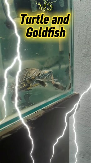 Ninja Turtle and Goldfish. 😅 #highlights2025 #everyone #viralvideoシ #fypシ #followers #highlights | KJ Jamusic