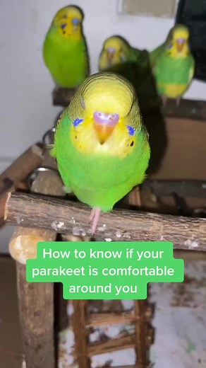 How to Tell If Your Parakeet is Happy | Environment Tips