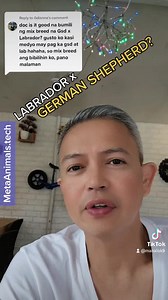 #LABRADOR X #GERMANSHEPHERD #CROSSBREED #DOG | Doc Abel Manalo