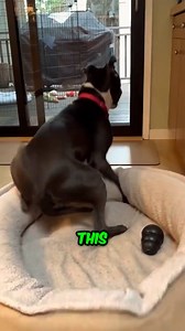 This Dog Suffered An Attack But... ❤️ | Freddie