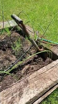 My Raised Bed Garden Is Taking Off Fast