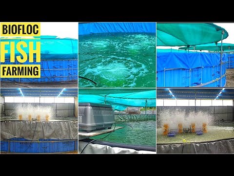 Biofloc Tank, Aeration, Air Pump System | Biofloc Fish Farming Technology