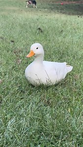 It’s a Marshmallow world in the winter, spring, fall, and summer. #hobbyfarm #farmhumor #countryliving | The Little Cabin That Could