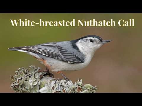 Real White-breasted Nuthatch Call Sound | Peaceful Nature Experience