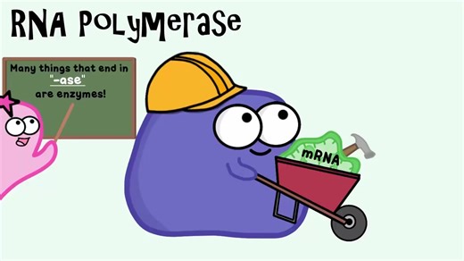 【生物】基因调控 乳糖操纵子