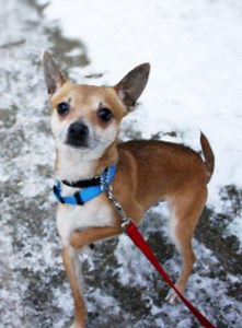 Adopt This Pet: Chino the Chihuahua