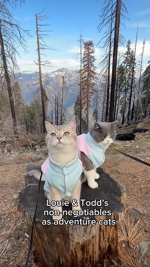 62K views · 572 reactions | #ad Seresto® flea & tick collars? Yes, please.  Enjoy up to 8 months of protection from fleas & ticks for your furry family. For an easy, odorless option, choose Seresto®, the original 8 Month Flea and Tick Collar and match with Louie & Todd. @serestous . . . #serestous #serestopartner #cats #adventurecat #catlife | Louie & Todd | Facebook