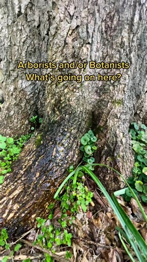 #arborist #treedoctor #botanist #oldtree