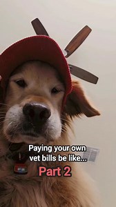 724K views · 13K reactions | OnlyPaws always comes through  Make sure you check out part 1 "Vet day gone wrong" #goldenretriever #dogreelsofinstagram | Sammy The Golden Retriever | Facebook
