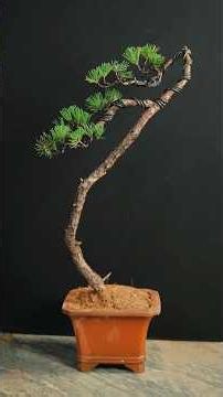 どの樹形が正解？松の盆栽づくり #盆栽 #松盆栽 #bonsai