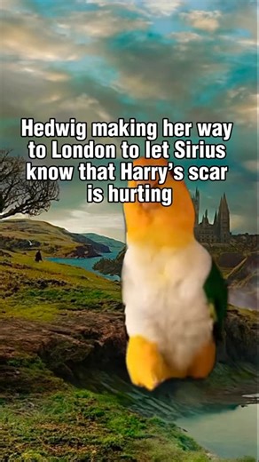 Half-Blood on Instagram: "Whatever’s in here must be verrry important information🫡 #hedwig #siriusblack #marauders #harrypotter #harrypottermemes"