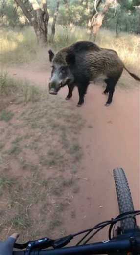 Alligator Explodes Out of the Water Right at the Dock #wildlife #bear #nature #deer #animals #moose
