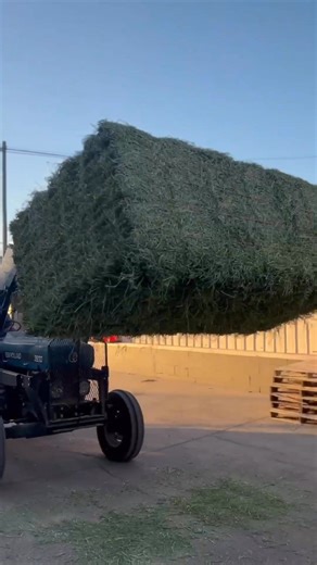 FRESH ALFALFA IN STOCK NOW! We are open from 7 AM - 12 PM Saturday! | Jasper Feed and Seed Supply Inc