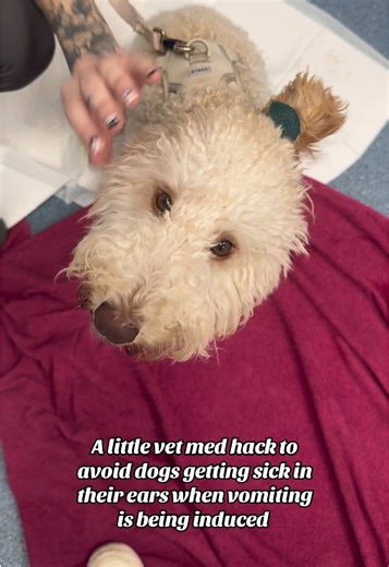 When vomiting is being induced in dogs there are a few tricks to make sure the vomit doesn’t get attached to their fur. Temporary bandaging their ears it’s one of those life hacks 😉 #veterinary #veterinariansoftiktok #dog #vetnurse #vettech