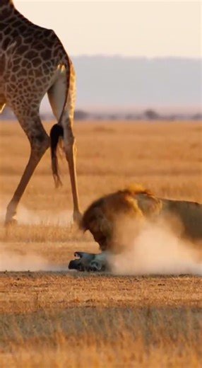Hyena Kicked by Giraffe, Lands in Front of Lion and Gets a Lesson!