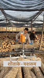 769K views · 10K reactions | Shiitake Mushroom Farming | V MOTOR SHOW | Facebook