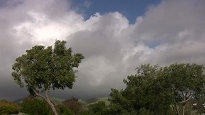 clip-131362-trees-blowing-storm
