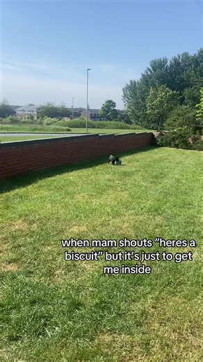Black Labrador's Hilarious Biscuit Anticipation