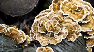 Toadstool mushrooms on the trunk of a fallen tree. Old tree stumps are covered with toadstool mushrooms. The concept of wildlife, flora, mushrooms.