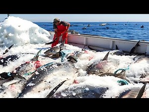 Bluefin Tuna Farm, Harvesting and Processing Millions of Fish in The Factory Net Fishing Tuna