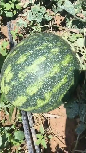 Growing a watermelon 🌱🍉