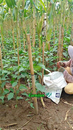 Mind-Blowing Planting Hack