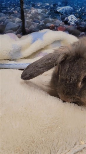 🐰 Meet Eeyore! 🐰 Eeyore is a beautiful 2-year-old lop cross with a gentle soul and a big heart. She's a lovely, larger-sized bunny who is completely house-trained and litter trained — a true house rabbit! Her previous owners shared that she loves to roam freely around the house and is very loyal to her litter box. Eeyore enjoys her independence but also thrives on love and attention. She's the perfect mix of sweet, smart, and sassy. If you're looking for a wonderful companion, Eeyore might jus