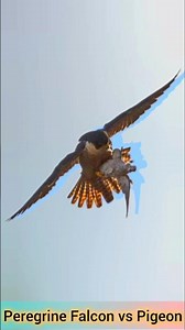 Peregrine Falcon vs Pigeon #fyp