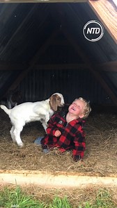 258K views · 3.9K reactions | Toddler giggles as little goat climbs him Giggles galore: Toddler's joy as goat friend scales new heights! Credit: JukinMedia | NTD Television | Facebook