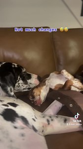 Dear Danes Ever since Frog was a baby... | Dear Danes