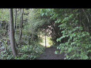 Chorlton Ees Nature Reserve (Manchester Walk)