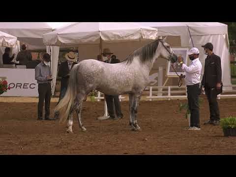 Best of du Concours d'élevage des chevaux Arabe-Barbe 2020 - Bouznika