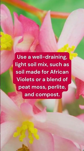 Begonia Care Tips: How to Have Thriving Plants for Beginners