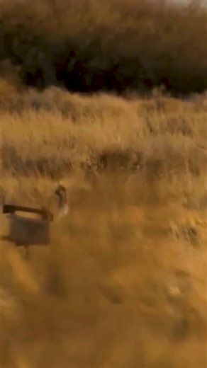 From tracks in the dirt to a clean harvest — predator control complete. | Tube sky