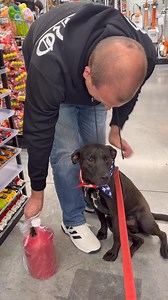 PUPDATE: Adopted!❤️ Last week was undoubtedly the best week of Pallas’s young life. We’ve been showing you pictures & videos of his outings with volunteers. He proved to us all what a very GOOD boy he truly is. It was such a joy for us to see him out making new friends and being able to just relax. The simple joys he’s missed. Pallas has spent over 6 months of his puppyhood in our shelter…💔😢 Even so, he has shown nothing but sweet, friendly, good manners. He so much deserves a life outside our