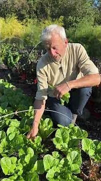 Planting Garlic in October | No Dig Gardening