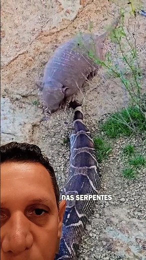 COMENDO CARNIÇA O tatu-peba é um tipo de tatu muito comum no Brasil, especialmente em regiões