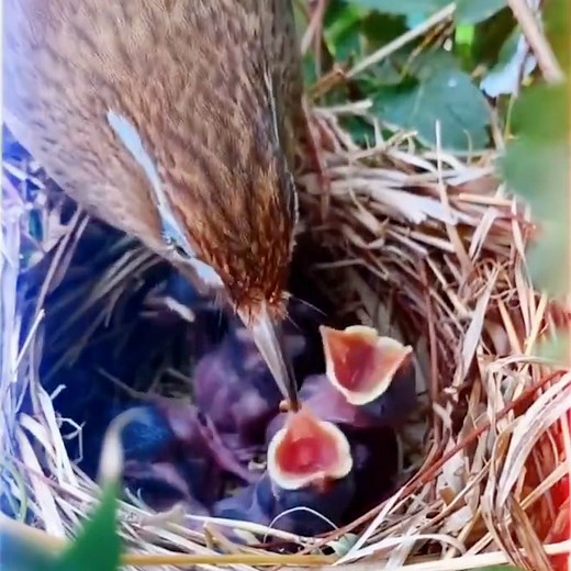 A female thrush is working hard to feed her four chicks, but one of them looks very hungry. #FunChina | China Plus Culture