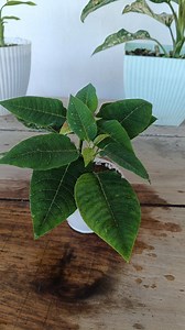 Poinsettia Propagation in Easy Way 🌱 #poinsettias #gardening #garden #plants #reels #facebookreel #facebookreelsviral #facebookviral #trendingreelsvideo #trendingreel | Gardening Ideas