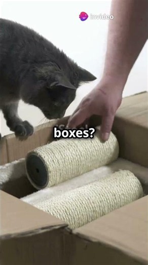 5 Amazing Cat Behaviors You’ve Never Noticed! - Why Do Cats Knead? - Fun Point