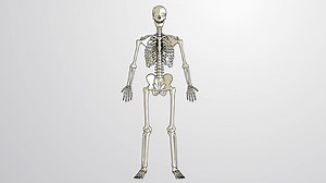 Video: What is the Skeletal System?