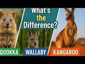 Quokka vs Wallaby vs Kangaroo: What's the Difference?