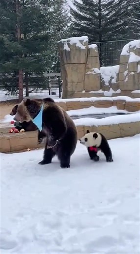 Zoo Animals Fighting Goes Wrong: Grizzly vs Panda Cub Surprise 🐼💪