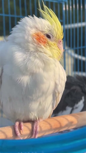 Cockatiel Sunbathing After Shower 🌤️ | Adorable Bird Short