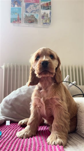 🐾🤍 #cocker #cockerspaniel #aiméelecocker #cockerspanielpuppy #puppylove