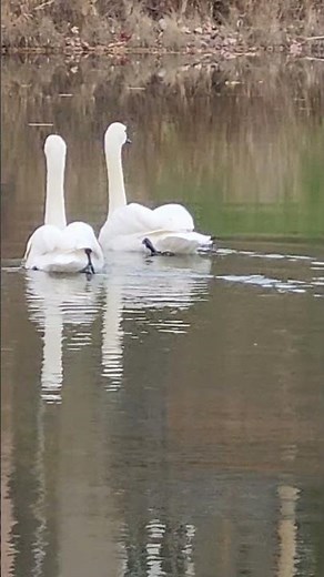 We are stronger working as a team. Sincerely, Swans.