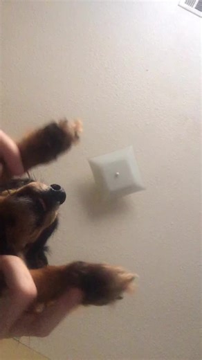 busyredhead (@busyredhead)’s videos with Mr Sandman - The Chordettes