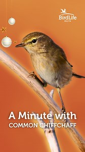 🌿 Meet the Common Chiffchaff! 🌿 This small, lively warbler is a common winter visitor to Malta, arriving in October and staying until March. Recognised by its pale greenish plumage, thin black bill, and cheerful chip-chip-chap song, the Common Chiffchaff (Vjolin tax-Xitwa) brings life to gardens, reserves, and trees across the island. While in Malta, it can often be seen fluttering through low trees or around Tamarisks at Għadira and Simar Nature Reserves, feasting on insects. Though it breeds