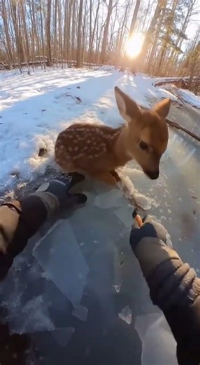man saves baby deer trapped in ice