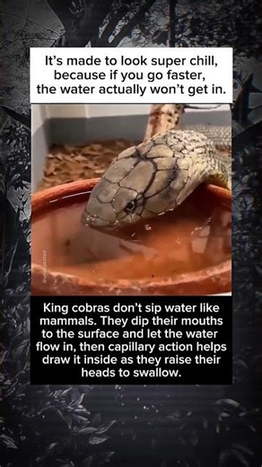 This Is How a King Cobra Drinks Kinda Mind-Blowing